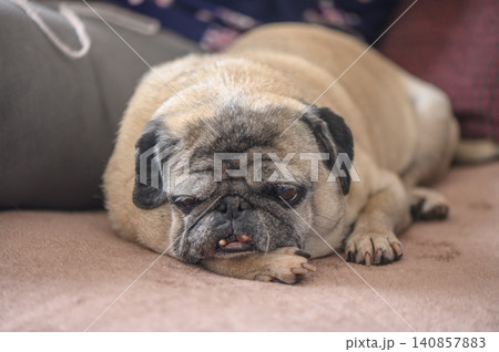Old Pug Dog Lying on a Sofa Resting Old Pug Dog Lying on a Sofa Resting 140857883