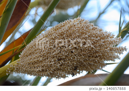 Beautiful blooming inflorescence shows nature's intricate details during a sunny afternoon in a vibr Beautiful blooming inflorescence shows nature's intricate details during a sunny afternoon in a vibr 140857888