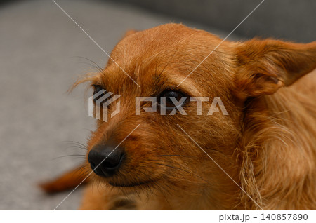 Playful golden-brown dog relaxing on a cozy couch in the afternoon sun Playful golden-brown dog relaxing on a cozy couch in the afternoon sun 140857890