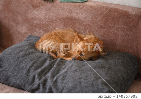 Small Red Pinscher or Terrier Type Dog Sleeping Curled Up on Gray Pillow 140857905