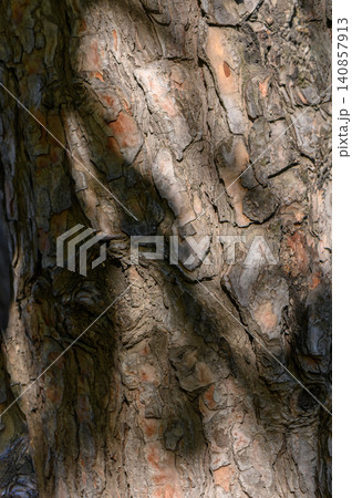 Scots Pine Bark Texture Deep Cracks and Orange Brown Scales. Scots Pine Bark Texture Deep Cracks and Orange Brown Scales. 140857913