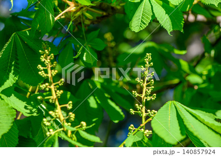 Flowering Horse Chestnut Tree Aesculus Hippocastanum in Spring Flowering Horse Chestnut Tree Aesculus Hippocastanum in Spring 140857924
