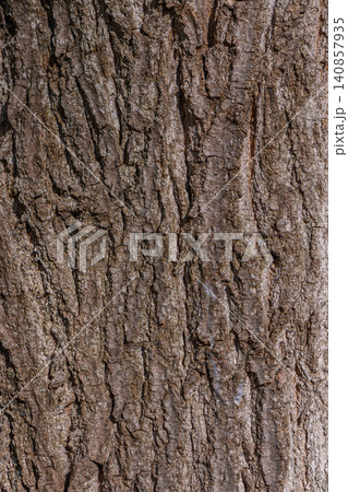 Rough Bark Texture Similar to Oak or Eastern White Pine Tree Rough Bark Texture Similar to Oak or Eastern White Pine Tree 140857935
