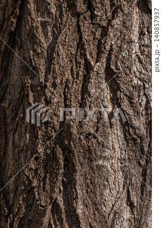 Tree Bark Texture Resembling Oak or Eastern White Pine Tree Bark Texture Resembling Oak or Eastern White Pine 140857937