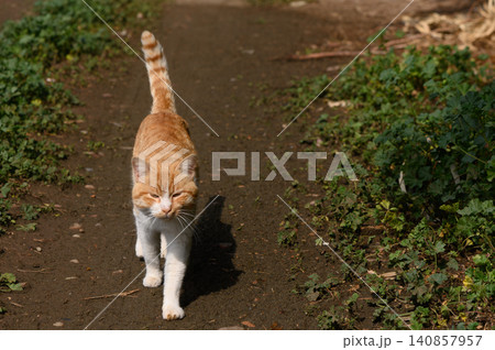 Bright orange tabby cat strolls down a sunlit path surrounded by greenery on a warm afternoon in a peaceful countryside setting 140857957