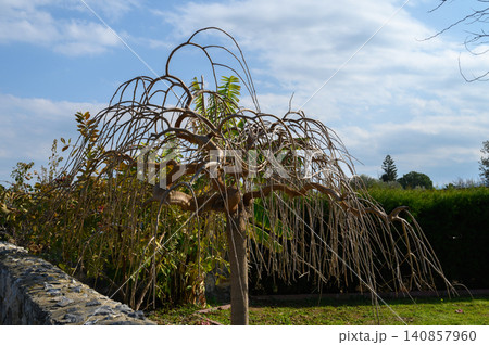 Elegant weeping tree sways gracefully under a serene sky in a tranquil Elegant weeping tree sways gracefully under a serene sky in a tranquil 140857960