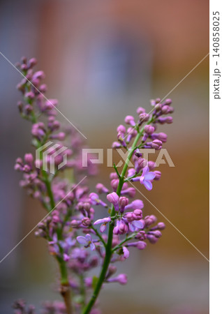 Close Up of Common Lilac Flowers with Blurred Background Close Up of Common Lilac Flowers with Blurred Background 140858025