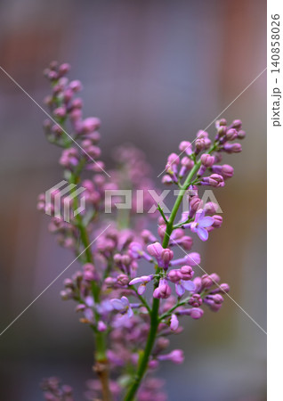 Macro Close Up of Common Lilac Blossoms on Bush Macro Close Up of Common Lilac Blossoms on Bush 140858026