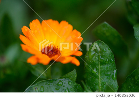 Close Up of Calendula Officinalis Medicinal Flower Close Up of Calendula Officinalis Medicinal Flower 140858030