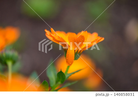 Macro Close Up of Calendula Flowers in Bloom Macro Close Up of Calendula Flowers in Bloom 140858031