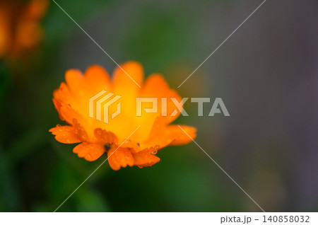 Macro Close Up of Medicinal Calendula Flower Head Macro Close Up of Medicinal Calendula Flower Head 140858032