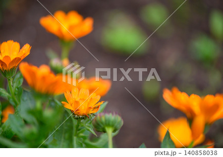 Close Up of Calendula Officinalis Medicinal Flowers Close Up of Calendula Officinalis Medicinal Flowers 140858038