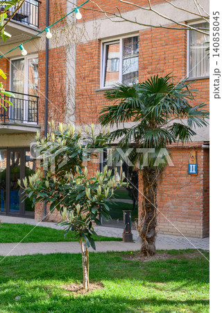 Lush Medlar and Tropical Palm Trees in a Residential Complex Lush Medlar and Tropical Palm Trees in a Residential Complex 140858045