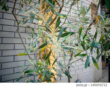仙台のレストランの前に植えてあった香り高いオリーブの可愛い花 仙台のレストランの前に植えてあった香り高いオリーブの可愛い花 140858712