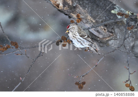 雪景色の中で見られる真っ赤な額とピンクの胸が鮮やかで美しい小鳥、冬鳥のベニヒワ 雪景色の中で見られる真っ赤な額とピンクの胸が鮮やかで美しい小鳥、冬鳥のベニヒワ 140858886