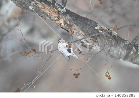 雪景色の中で見られる真っ赤な額とピンクの胸が鮮やかで美しい小鳥、冬鳥のベニヒワ 雪景色の中で見られる真っ赤な額とピンクの胸が鮮やかで美しい小鳥、冬鳥のベニヒワ 140858895
