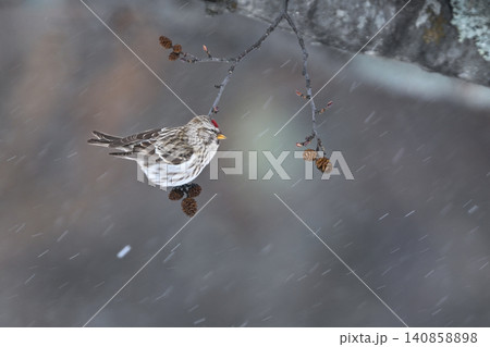 雪景色の中で見られる真っ赤な額とピンクの胸が鮮やかで美しい小鳥、冬鳥のベニヒワ 雪景色の中で見られる真っ赤な額とピンクの胸が鮮やかで美しい小鳥、冬鳥のベニヒワ 140858898