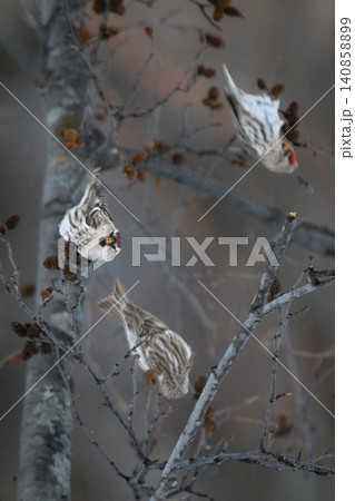 雪景色の中で見られる真っ赤な額とピンクの胸が鮮やかで美しい小鳥、冬鳥のベニヒワ 雪景色の中で見られる真っ赤な額とピンクの胸が鮮やかで美しい小鳥、冬鳥のベニヒワ 140858899