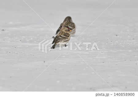 雪景色の中で見られる真っ赤な額とピンクの胸が鮮やかで美しい小鳥、冬鳥のベニヒワ 雪景色の中で見られる真っ赤な額とピンクの胸が鮮やかで美しい小鳥、冬鳥のベニヒワ 140858900