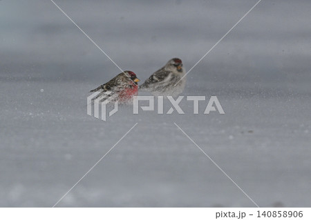 雪景色の中で見られる真っ赤な額とピンクの胸が鮮やかで美しい小鳥、冬鳥のベニヒワ 雪景色の中で見られる真っ赤な額とピンクの胸が鮮やかで美しい小鳥、冬鳥のベニヒワ 140858906