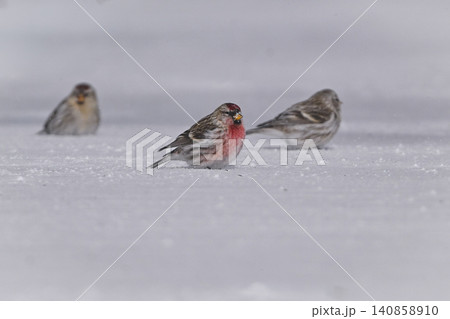 雪景色の中で見られる真っ赤な額とピンクの胸が鮮やかで美しい小鳥、冬鳥のベニヒワ 140858910
