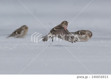 雪景色の中で見られる真っ赤な額とピンクの胸が鮮やかで美しい小鳥、冬鳥のベニヒワ 140858913