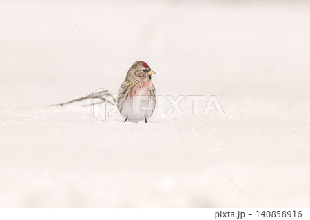 雪景色の中で見られる真っ赤な額とピンクの胸が鮮やかで美しい小鳥、冬鳥のベニヒワ 140858916