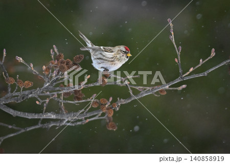 雪景色の中で見られる真っ赤な額とピンクの胸が鮮やかで美しい小鳥、冬鳥のベニヒワ 140858919