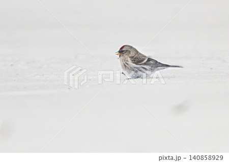 雪景色の中で見られる真っ赤な額とピンクの胸が鮮やかで美しい小鳥、冬鳥のベニヒワ 雪景色の中で見られる真っ赤な額とピンクの胸が鮮やかで美しい小鳥、冬鳥のベニヒワ 140858929
