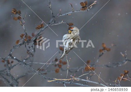 雪景色の中で見られる真っ赤な額とピンクの胸が鮮やかで美しい小鳥、冬鳥のベニヒワ 雪景色の中で見られる真っ赤な額とピンクの胸が鮮やかで美しい小鳥、冬鳥のベニヒワ 140858930