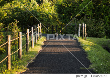 公園の散歩道に佇む野生動物の風景 公園の散歩道に佇む野生動物の風景 140859038