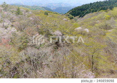 自然林のマメザクラと広葉樹の新芽　伊豆　4月 140859098