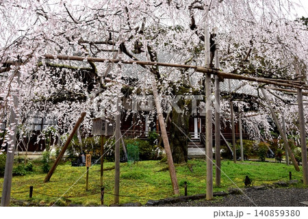 京都市山科区 毘沙門堂の宸殿と満開枝垂桜 京都市山科区 毘沙門堂の宸殿と満開枝垂桜 140859380
