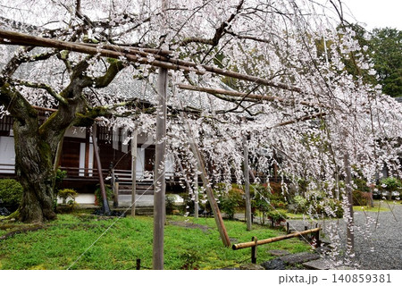 京都市山科区 毘沙門堂の宸殿と満開枝垂桜 京都市山科区 毘沙門堂の宸殿と満開枝垂桜 140859381