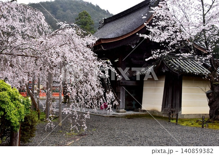 京都市山科区 毘沙門堂の満開枝垂桜と門 京都市山科区 毘沙門堂の満開枝垂桜と門 140859382