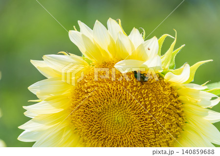 ヒマワリの花びらに留まる緑の昆虫 ヒマワリの花びらに留まる緑の昆虫 140859688