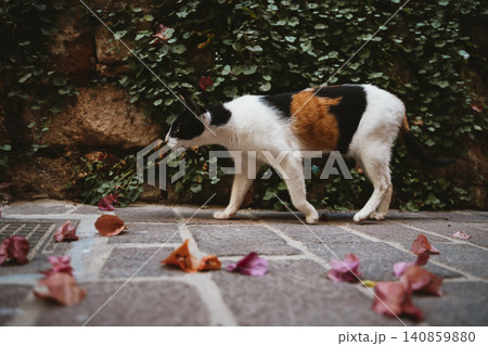 Cat Exploring Among Falling Trumpet Vine Petals Cat Exploring Among Falling Trumpet Vine Petals 140859880