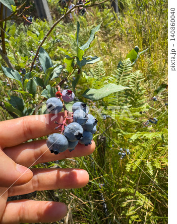 A hand gently holds a sun-drenched cluster of ripe, dusty blue blueberries directly from the bush, showcasing the bounty of a summer garden harvest A hand gently holds a sun-drenched cluster of ripe, dusty blue blueberries directly from the bush, showcasing the bounty of a summer garden harvest 140860040