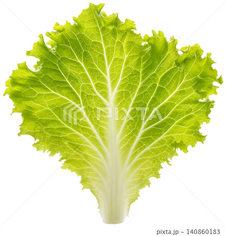 Bright green leafy plant with serrated edges isolated 140860183