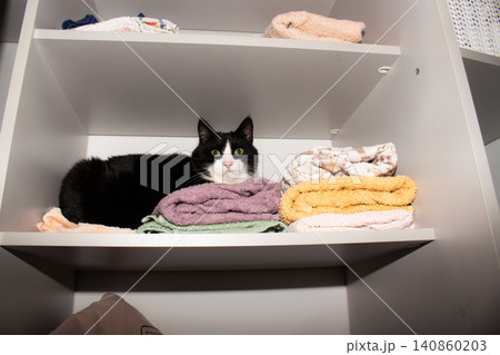 Black and white cat sitting inside cupboard on bath towels. Pure comfort. Domestic life with cat means sharing every cozy corner. Feline behavior at its most relaxed Black and white cat sitting inside cupboard on bath towels. Pure comfort. Domestic life with cat means sharing every cozy corner. Feline behavior at its most relaxed 140860203