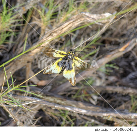 A rare owlfly with yellow and black wings sits on a dry twig among grass and twigs in the wild. The scene is natural and shows the insect's detail and environment. A rare owlfly with yellow and black wings sits on a dry twig among grass and twigs in the wild. The scene is natural and shows the insect's detail and environment. 140860243