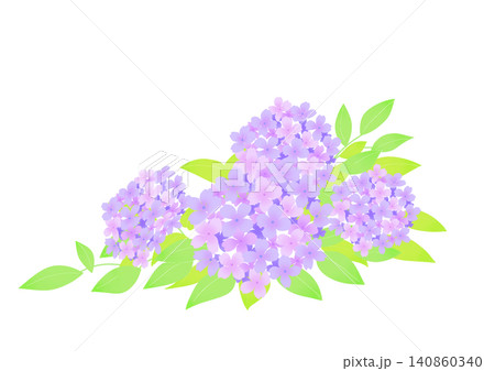 紫の紫陽花のイラスト 紫の紫陽花のイラスト 140860340