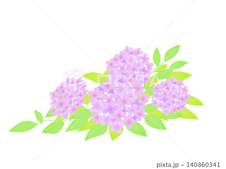 ピンクの紫陽花のイラスト ピンクの紫陽花のイラスト 140860341