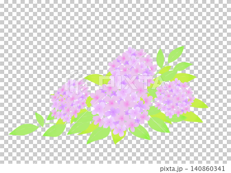 Pink hydrangea illustration 140860341