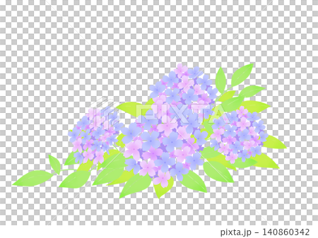 Illustration of blue and pink hydrangeas Illustration of blue and pink hydrangeas 140860342
