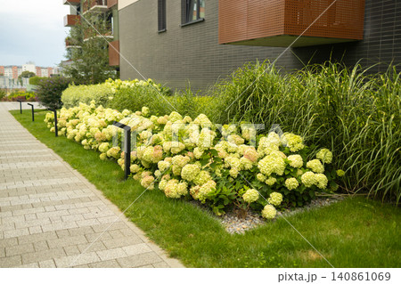 Modern apartment complex courtyard landscaping with white blooming hydrangea bushes 140861069