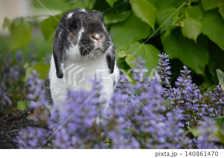ホーランドロップの白黒うさぎ|紫の花に囲まれたかわいい動物写真 ホーランドロップの白黒うさぎ|紫の花に囲まれたかわいい動物写真 140861470