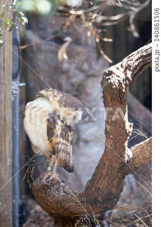 Barn Owl Perching on Branch with Eyes Closed in Peaceful Resting Pose Barn Owl Perching on Branch with Eyes Closed in Peaceful Resting Pose 140861506