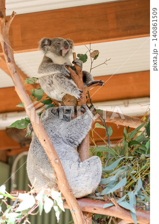 Mother Koala Carrying Baby Joey on Back While Climbing Eucalyptus Branch Mother Koala Carrying Baby Joey on Back While Climbing Eucalyptus Branch 140861509
