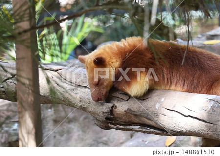 Adorable Tree Kangaroo Sleeping on Branch in Lush Green Forest 140861510